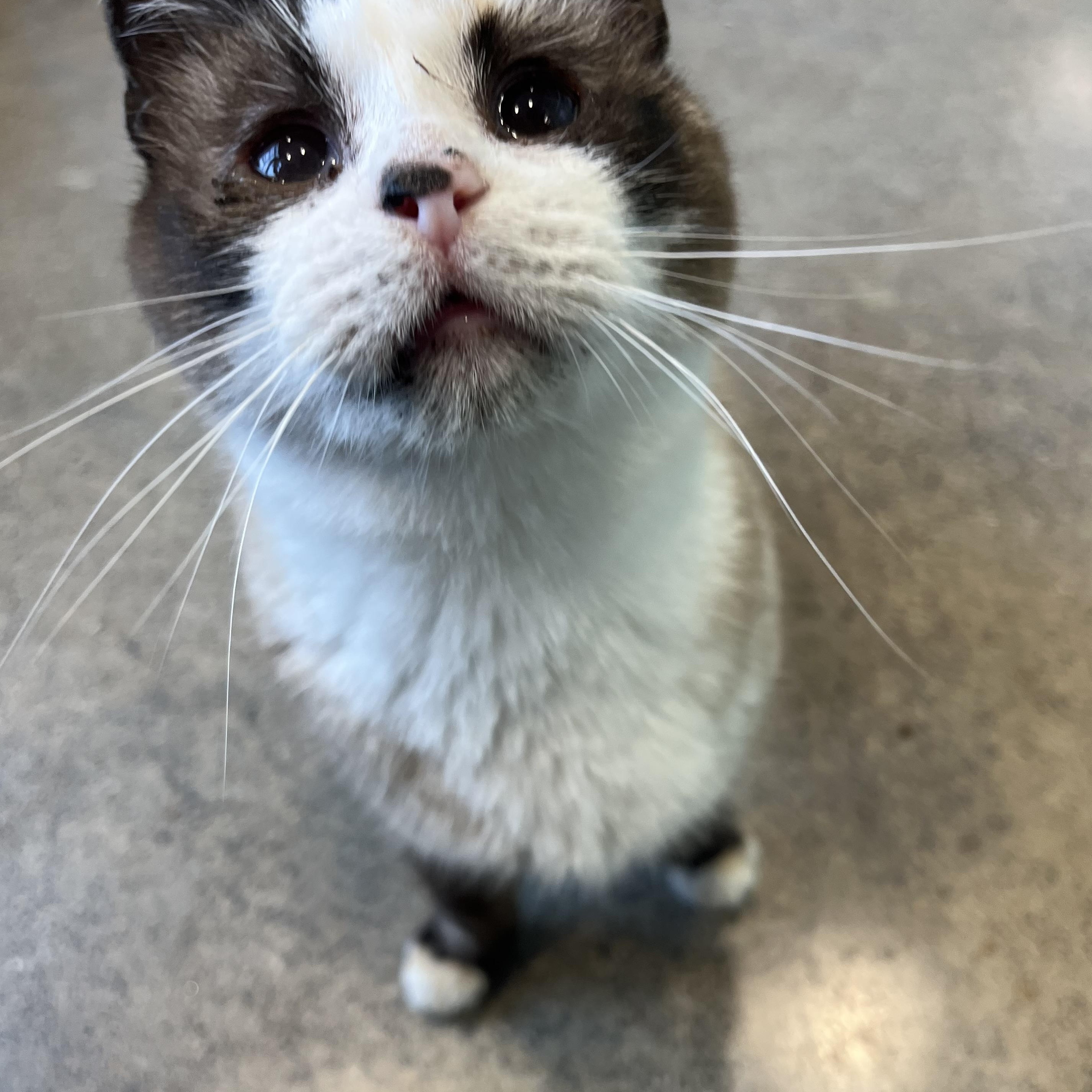 Pretty Girl and Jack, Adoptable, Adult Female Domestic Short Hair & Siamese.