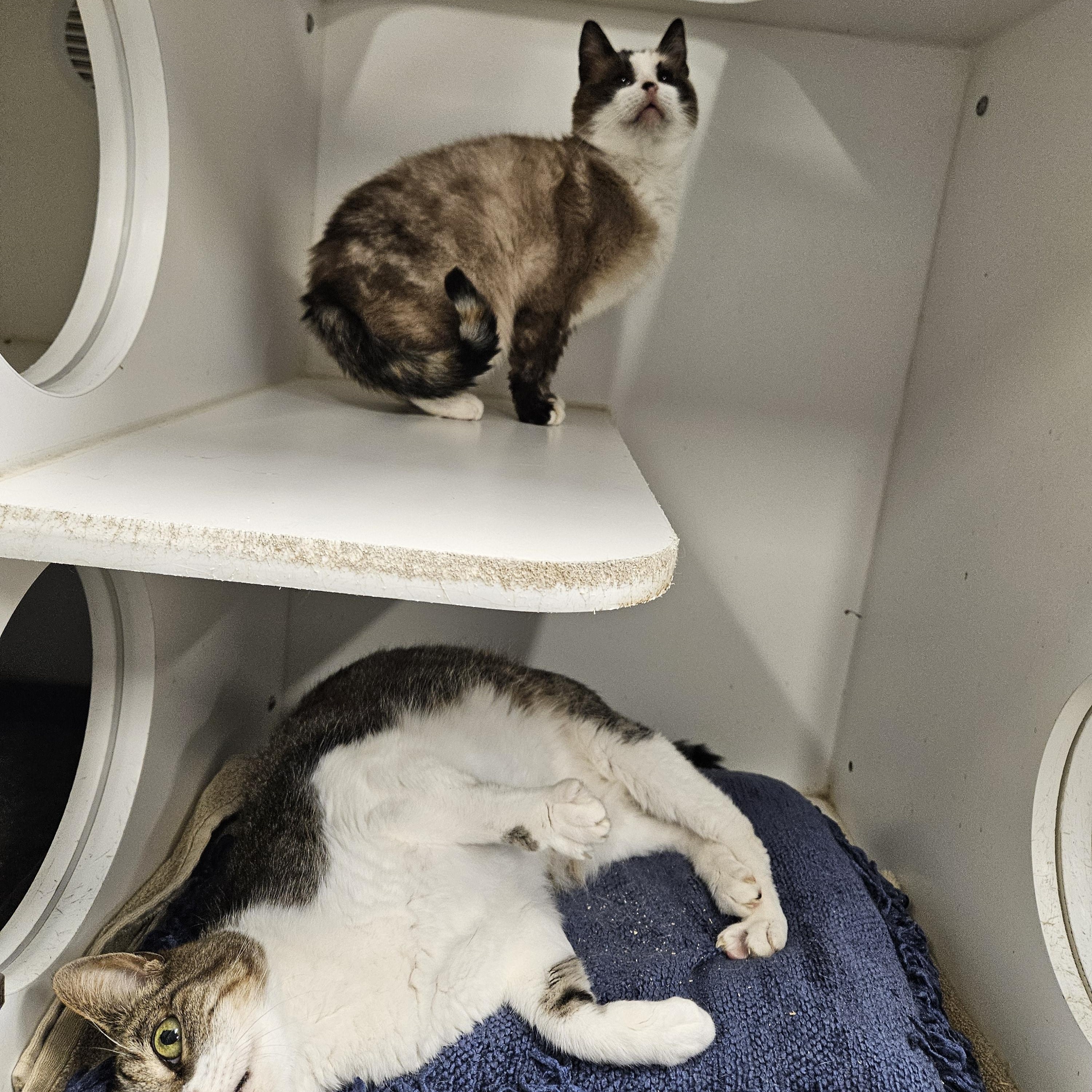 Enlarge Pretty Girl and Jack, a Adoptable mixed breed in Kingsport, TN image 2/4