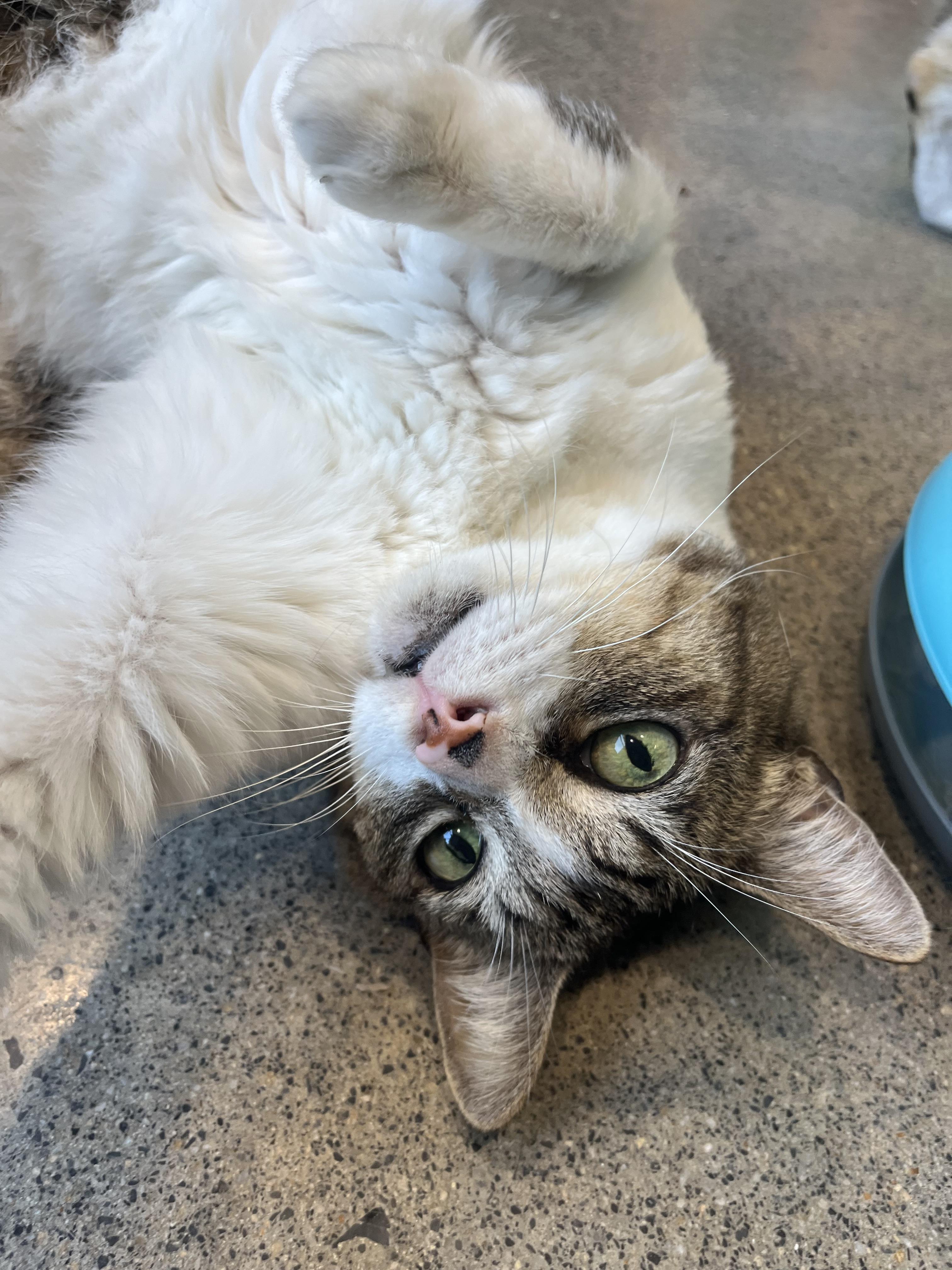 Enlarge Pretty Girl and Jack, a Adoptable mixed breed in Kingsport, TN image 3/4