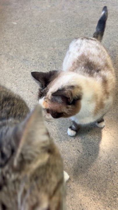 Enlarge Pretty Girl and Jack, a Adoptable mixed breed in Kingsport, TN video 4/4