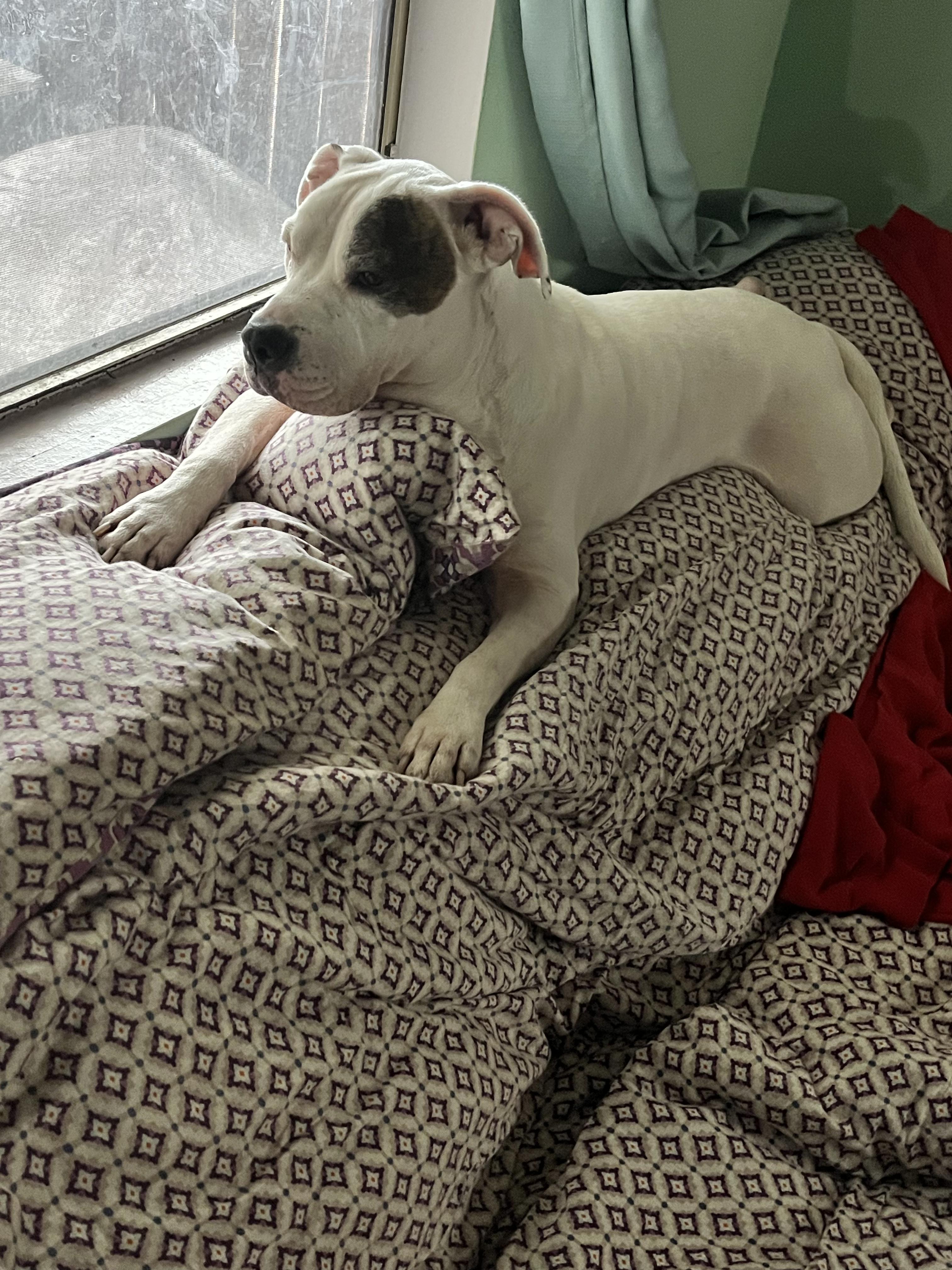 Enlarge Buddy, an adoptable mixed breed in Spring Hill, FL image 5/6