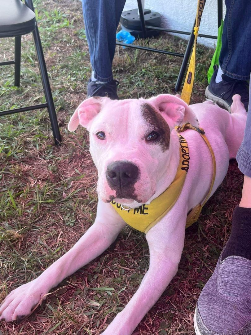 Buddy, adoptable, Adult Male Terrier.