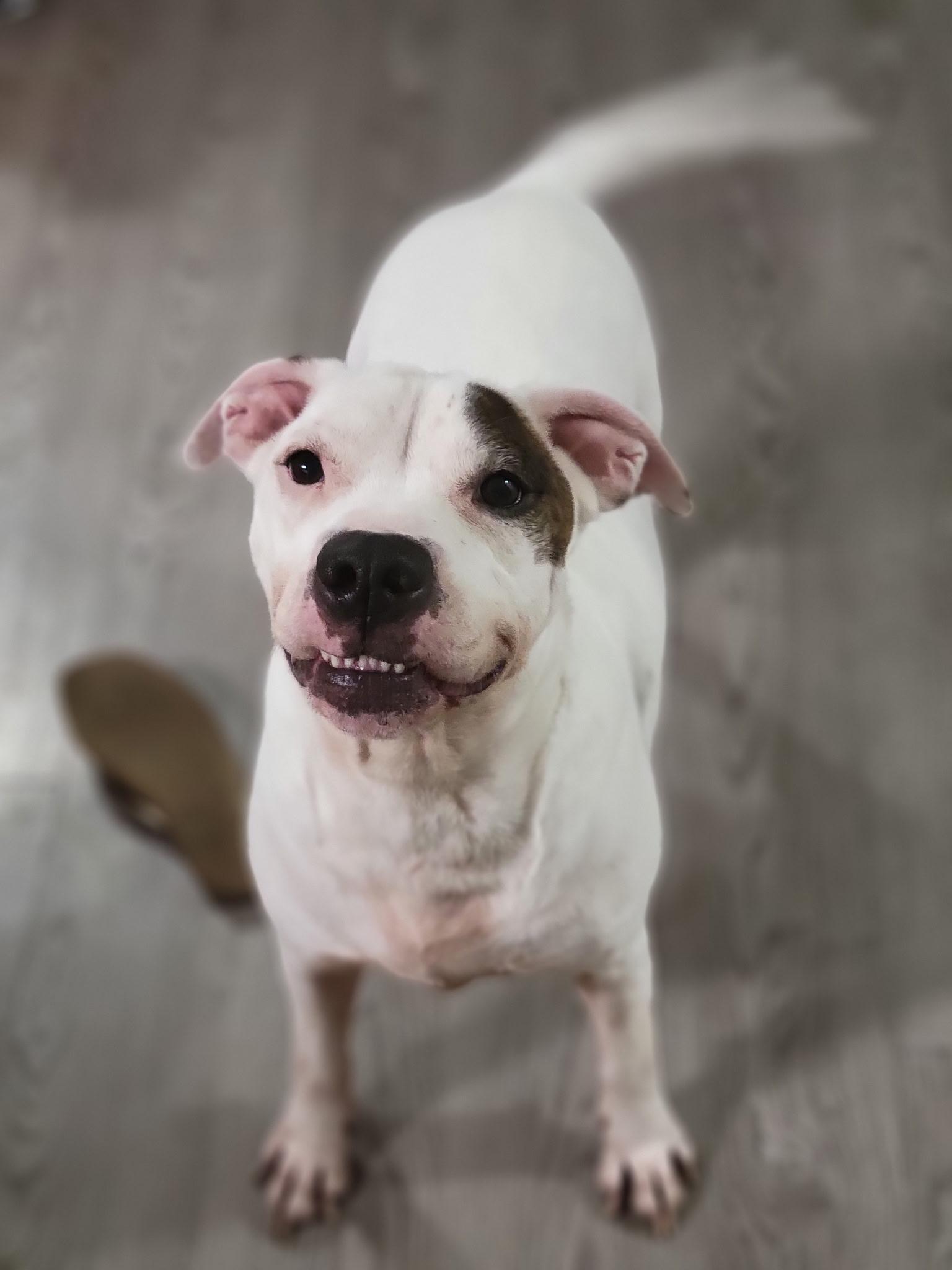 Enlarge Buddy, an adoptable mixed breed in Spring Hill, FL image 6/6