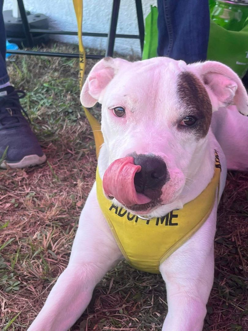 Enlarge Buddy, an adoptable mixed breed in Spring Hill, FL image 2/6