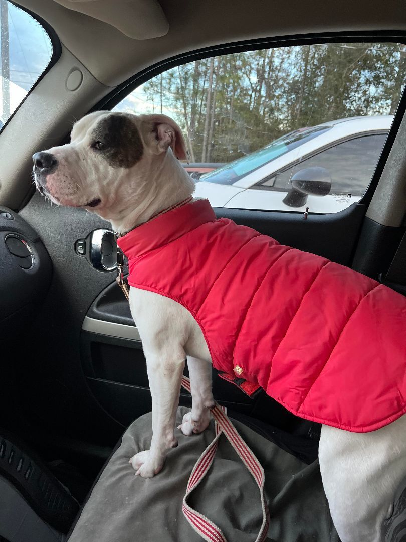 Enlarge Buddy, an adoptable mixed breed in Spring Hill, FL image 3/6