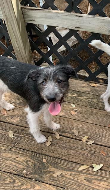 Thelma & Louise, Baby Female Wire Fox Terrier