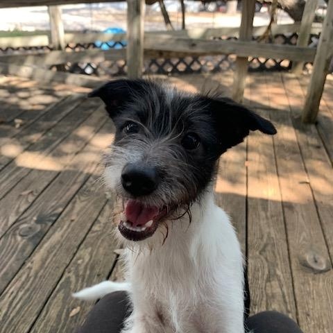 Thelma & Louise, a Adoptable mixed breed in Fair Oaks Ranch, TX image 4/5