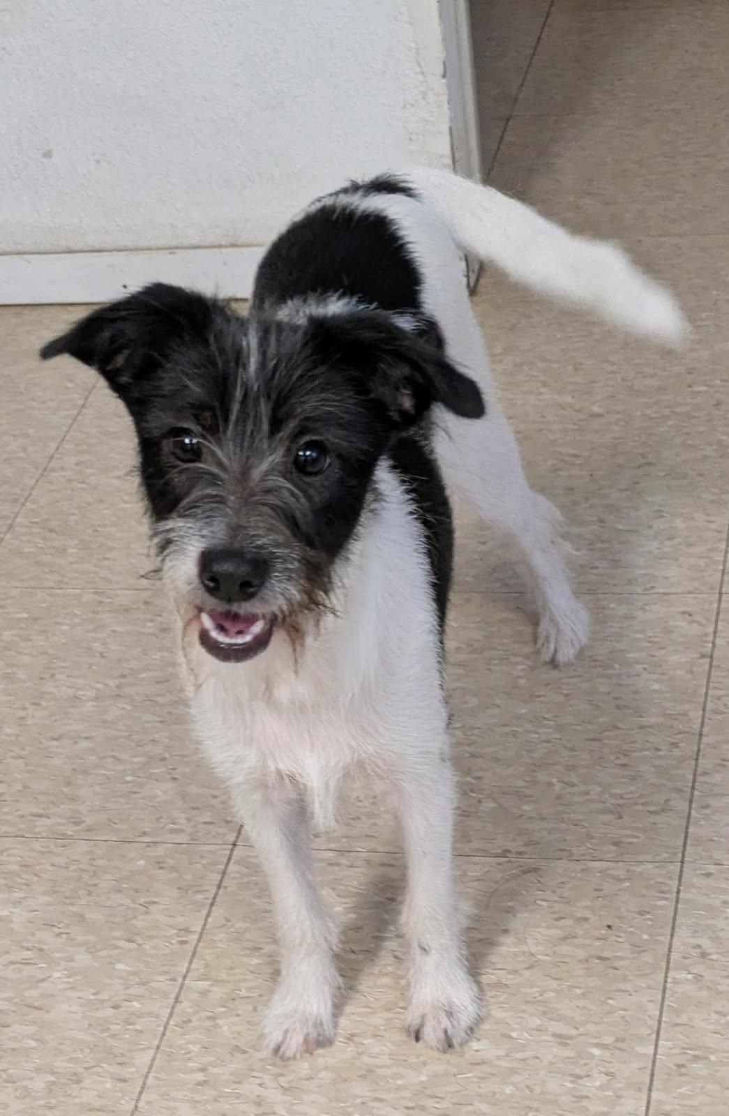 Thelma & Louise, a Adoptable mixed breed in Fair Oaks Ranch, TX image 5/5