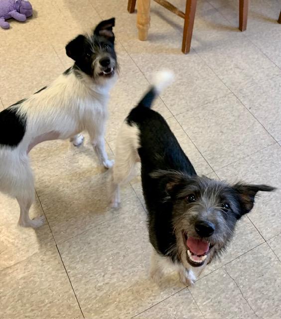 Thelma & Louise, a Adoptable mixed breed in Fair Oaks Ranch, TX image 1/5
