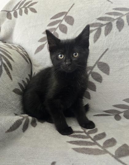 Enlarge Matilda, a Adoptable mixed breed in Burlington, WI image 1/3