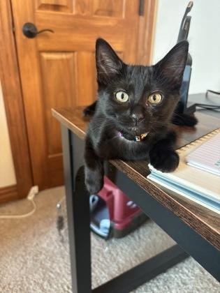 Enlarge Matilda, a Adoptable mixed breed in Burlington, WI image 2/3
