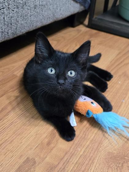Enlarge Matilda, a Adoptable mixed breed in Burlington, WI image 3/3