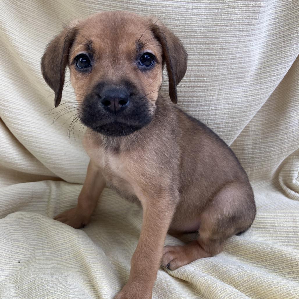 Enlarge Debra from Compliance, a Adoptable Mixed Breed in Pulaski, TN image 1/4