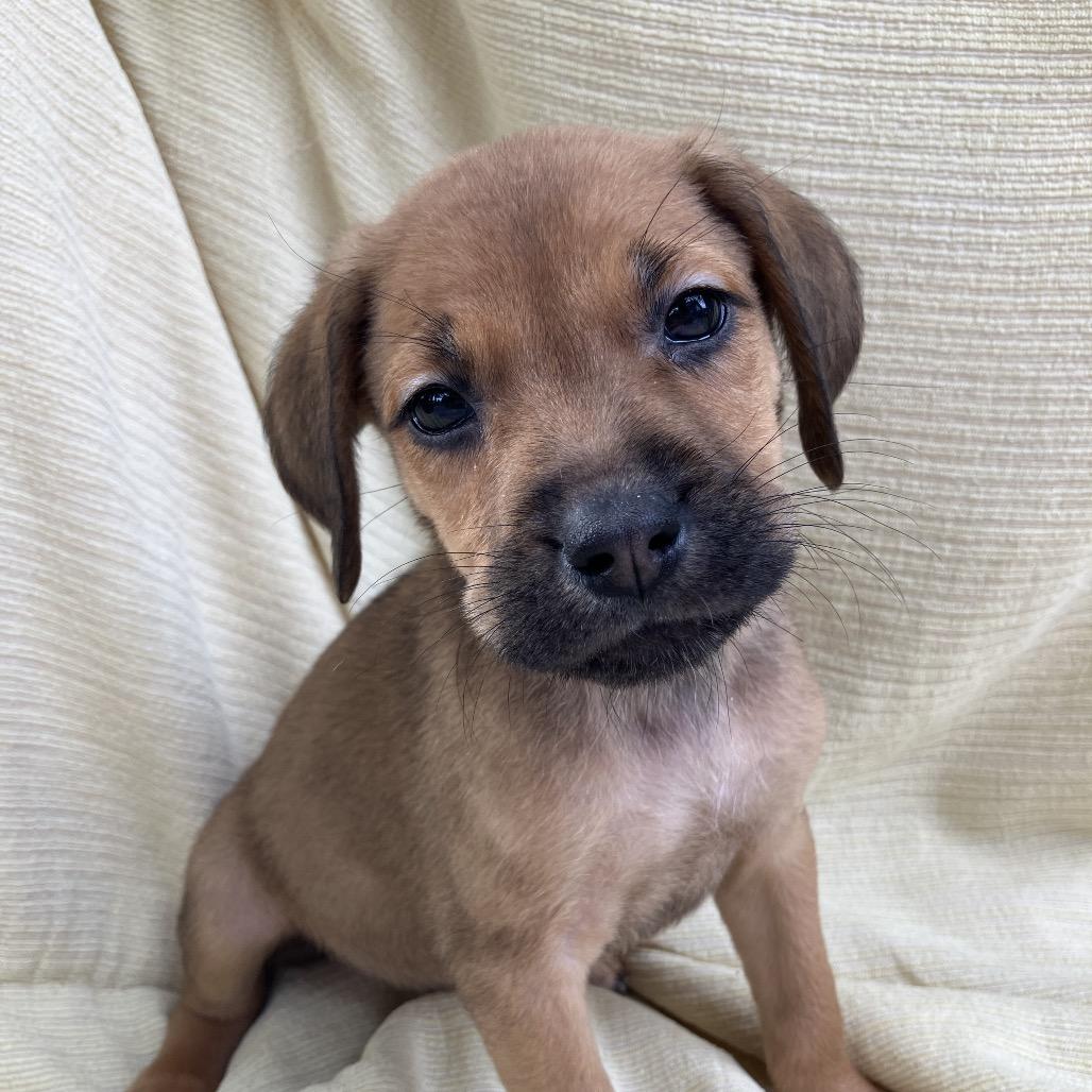Enlarge Debra from Compliance, a Adoptable Mixed Breed in Pulaski, TN image 2/4