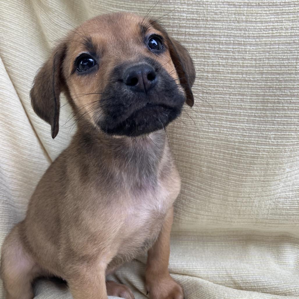 Enlarge Debra from Compliance, a Adoptable Mixed Breed in Pulaski, TN image 4/4