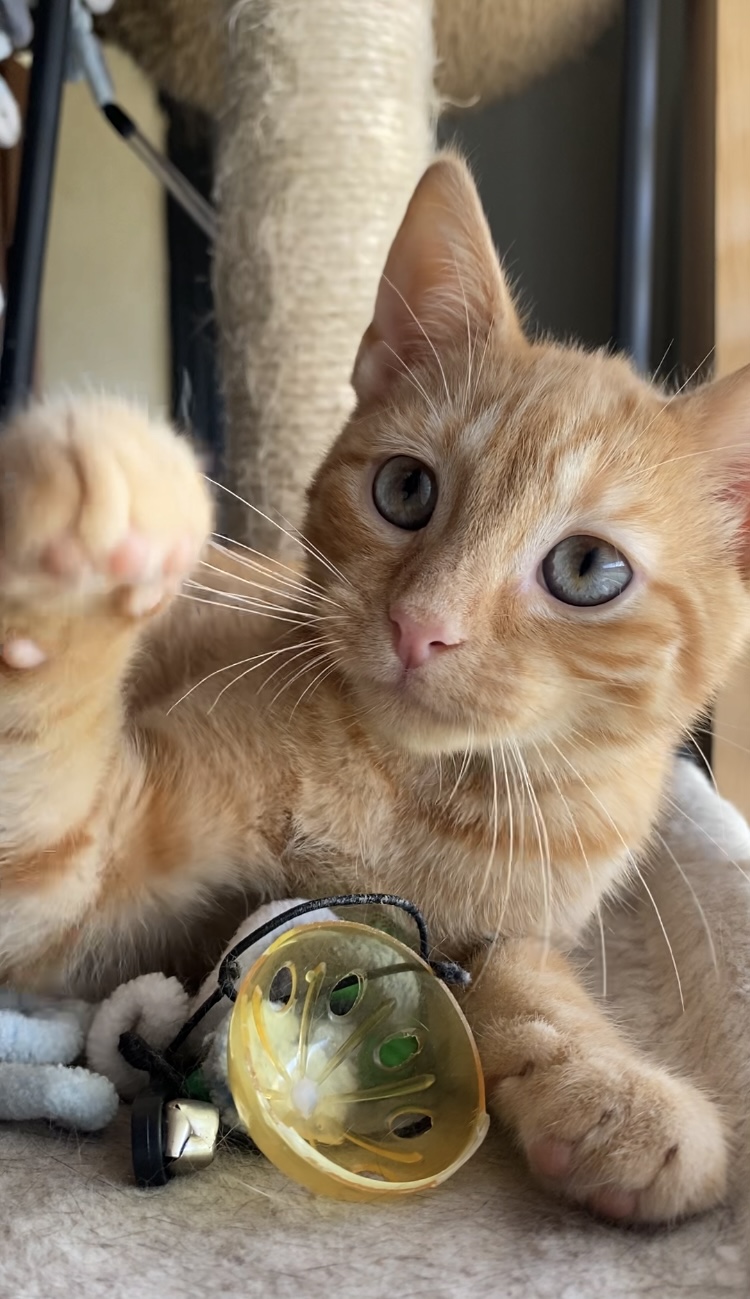 Duck, Adopted, Kitten Male Domestic Short Hair.