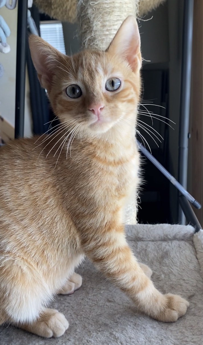 Duck, a Adopted Domestic Short Hair in Quincy, OH image 2/2