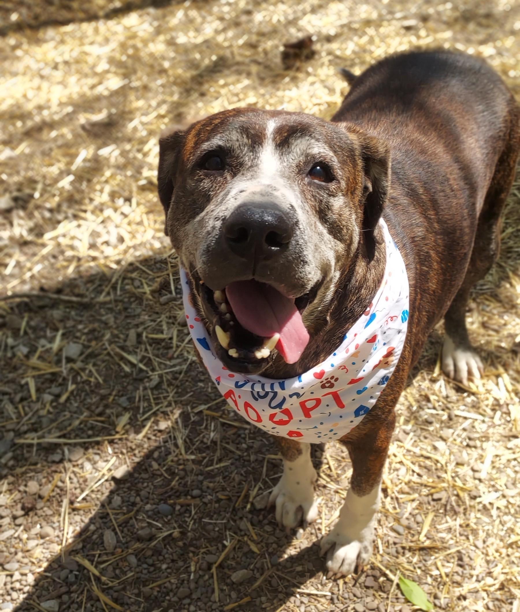 Enlarge Buck aka Burbles, a Adoptable mixed breed in Saint Clairsville, OH image 1/5