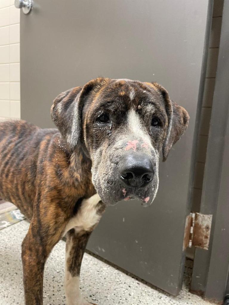 Enlarge Buck aka Burbles, a Adoptable mixed breed in Saint Clairsville, OH image 2/5