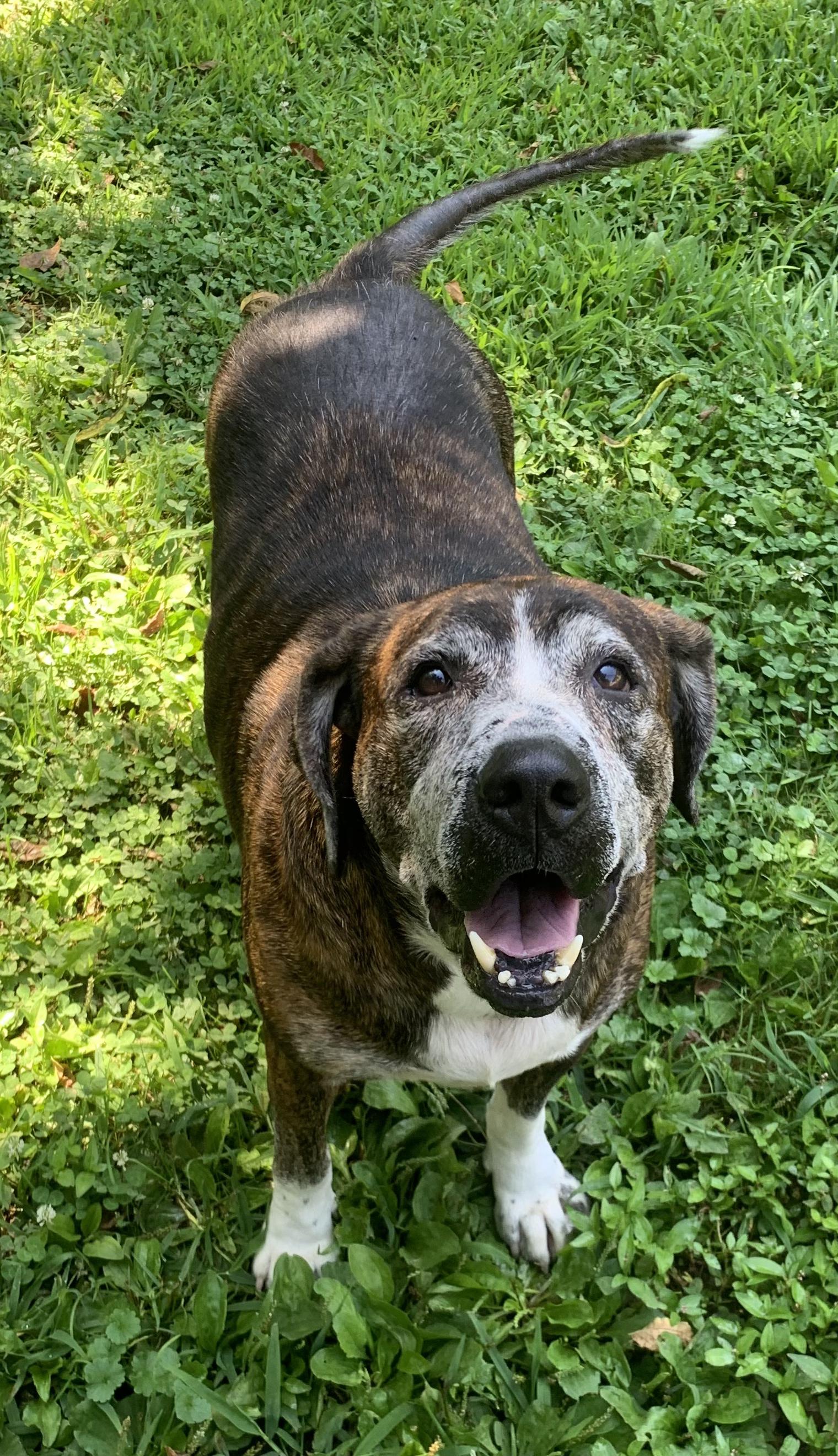 Enlarge Buck aka Burbles, a Adoptable mixed breed in Saint Clairsville, OH image 4/5