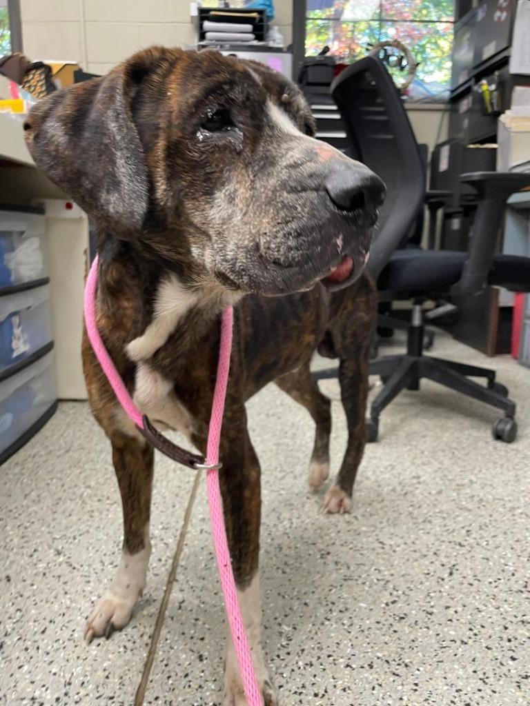 Enlarge Buck aka Burbles, a Adoptable mixed breed in Saint Clairsville, OH image 2/5