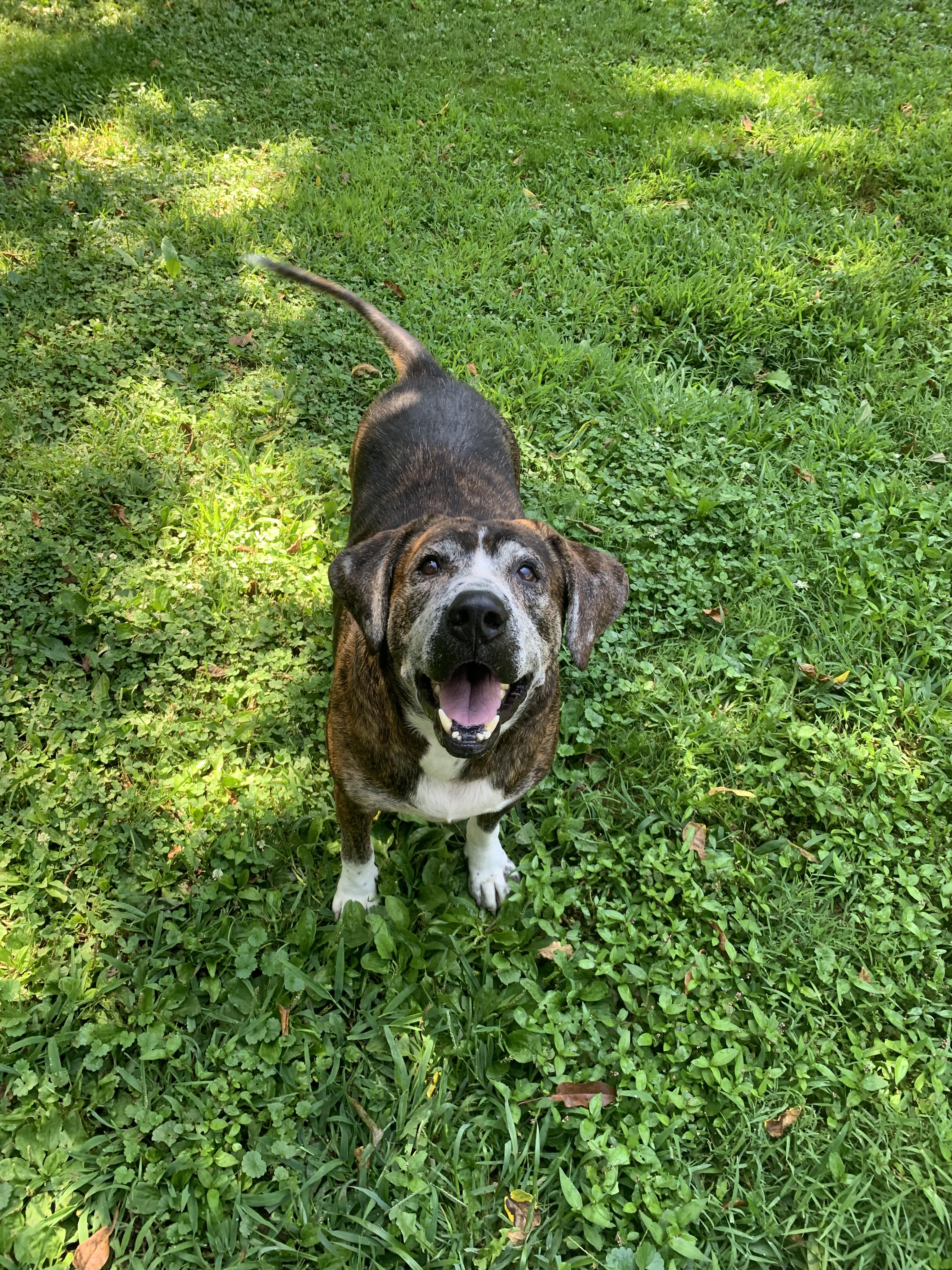Enlarge Buck aka Burbles, a Adoptable mixed breed in Saint Clairsville, OH image 5/5