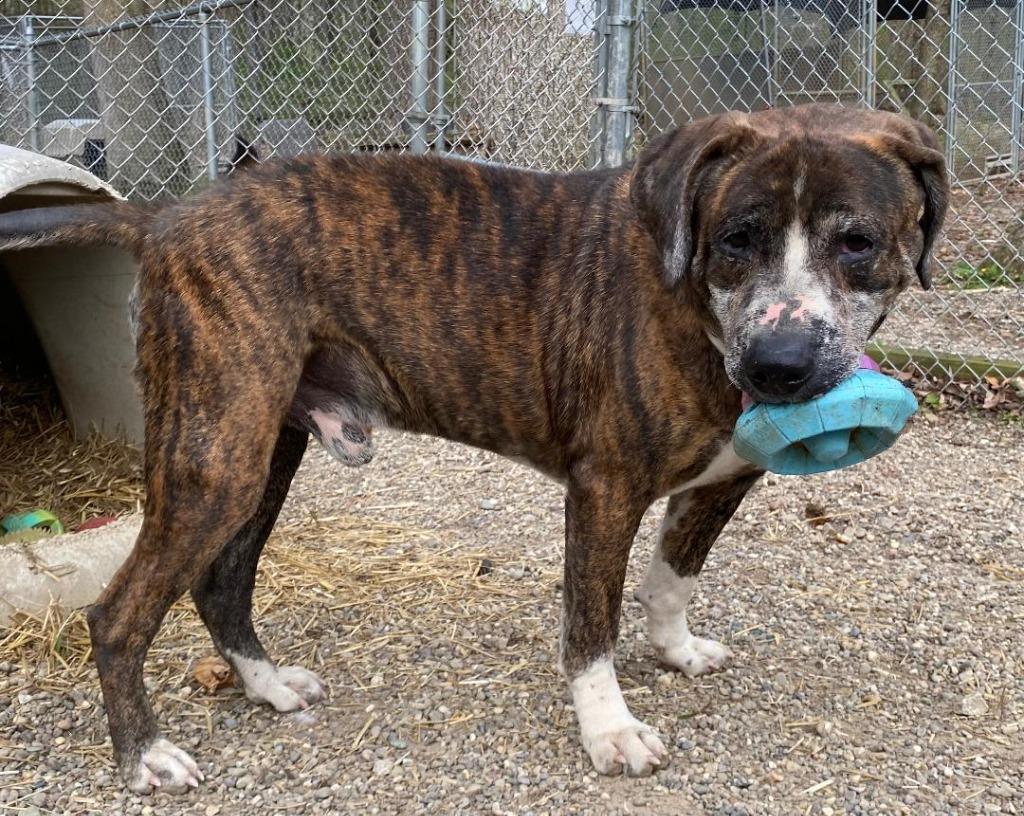 Enlarge Buck aka Burbles, a Adoptable mixed breed in Saint Clairsville, OH image 3/5