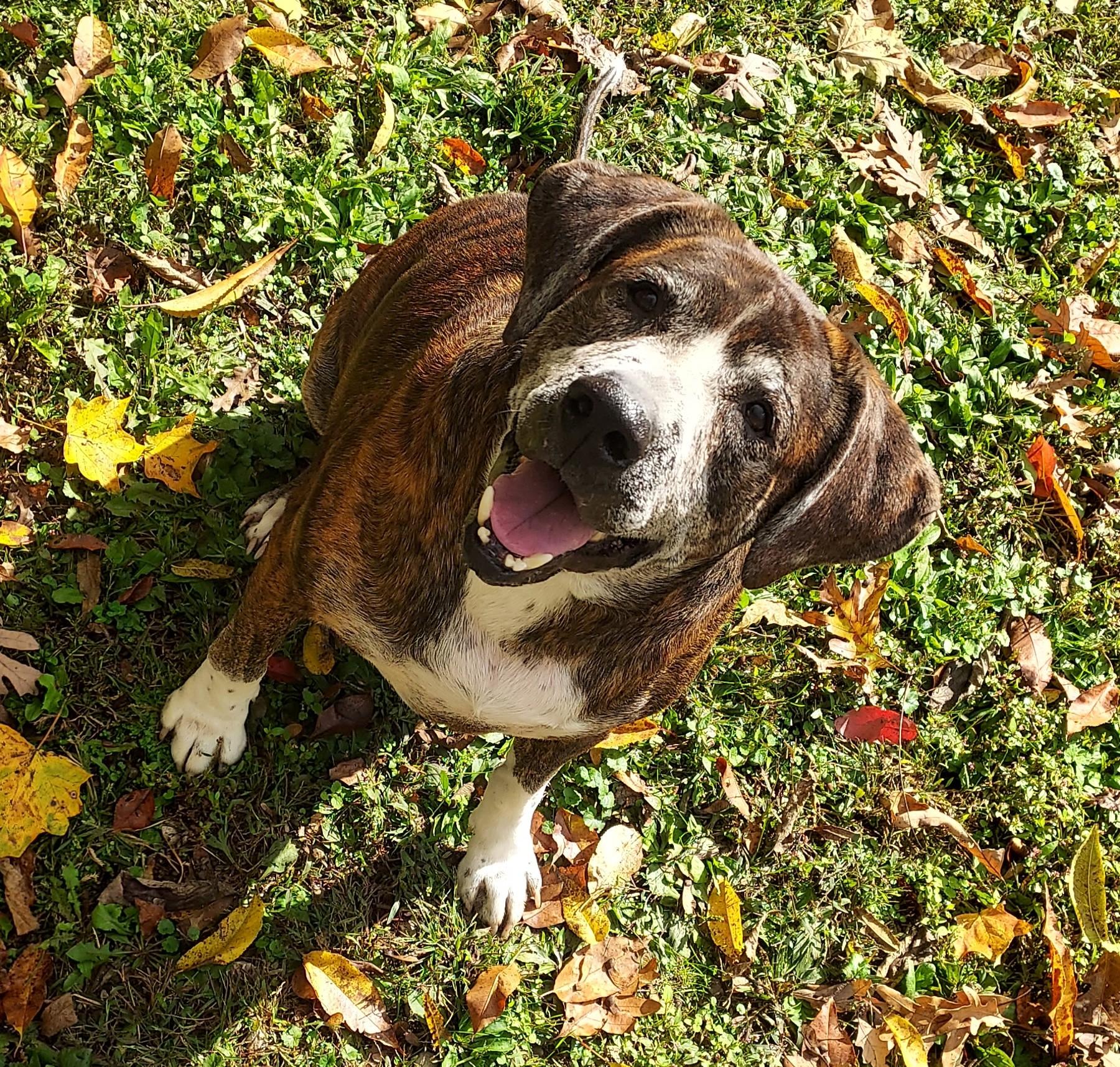 Enlarge Buck aka Burbles, a Adoptable mixed breed in Saint Clairsville, OH image 2/5