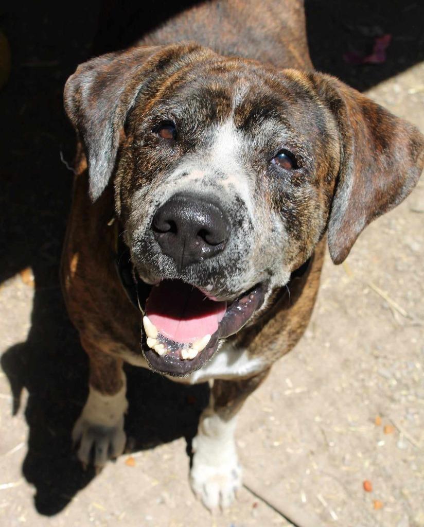 Enlarge Buck aka Burbles, a Adoptable mixed breed image 4/5