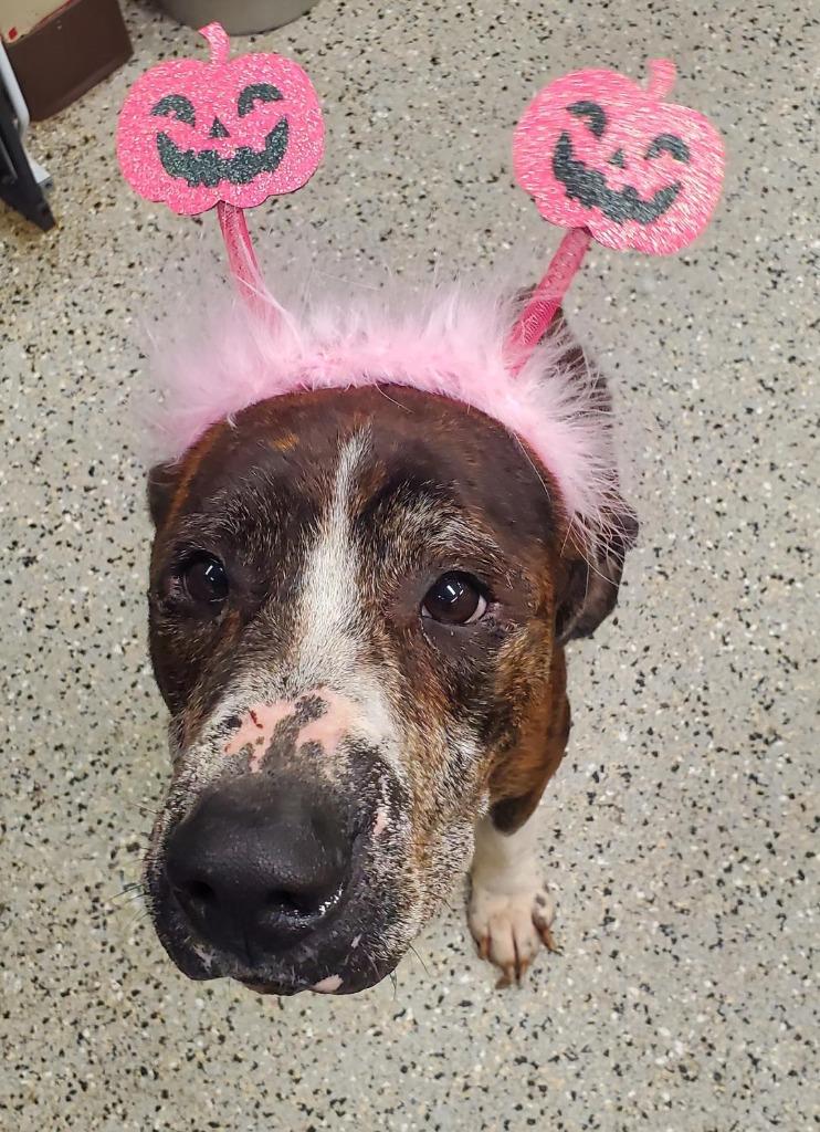 Enlarge Buck aka Burbles, a Adoptable mixed breed in Saint Clairsville, OH image 5/5