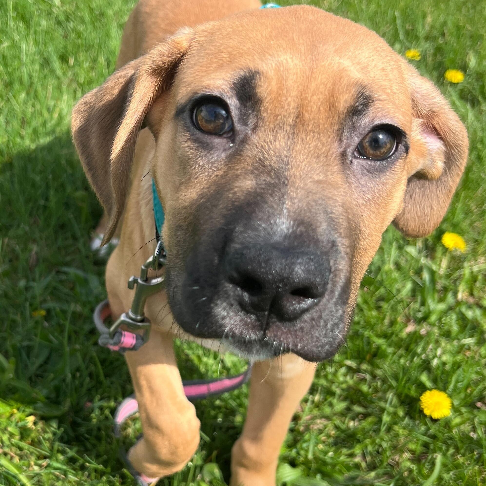 Enlarge Dontatello, an adoptable Mixed Breed in Canal Winchester, OH image 2/3