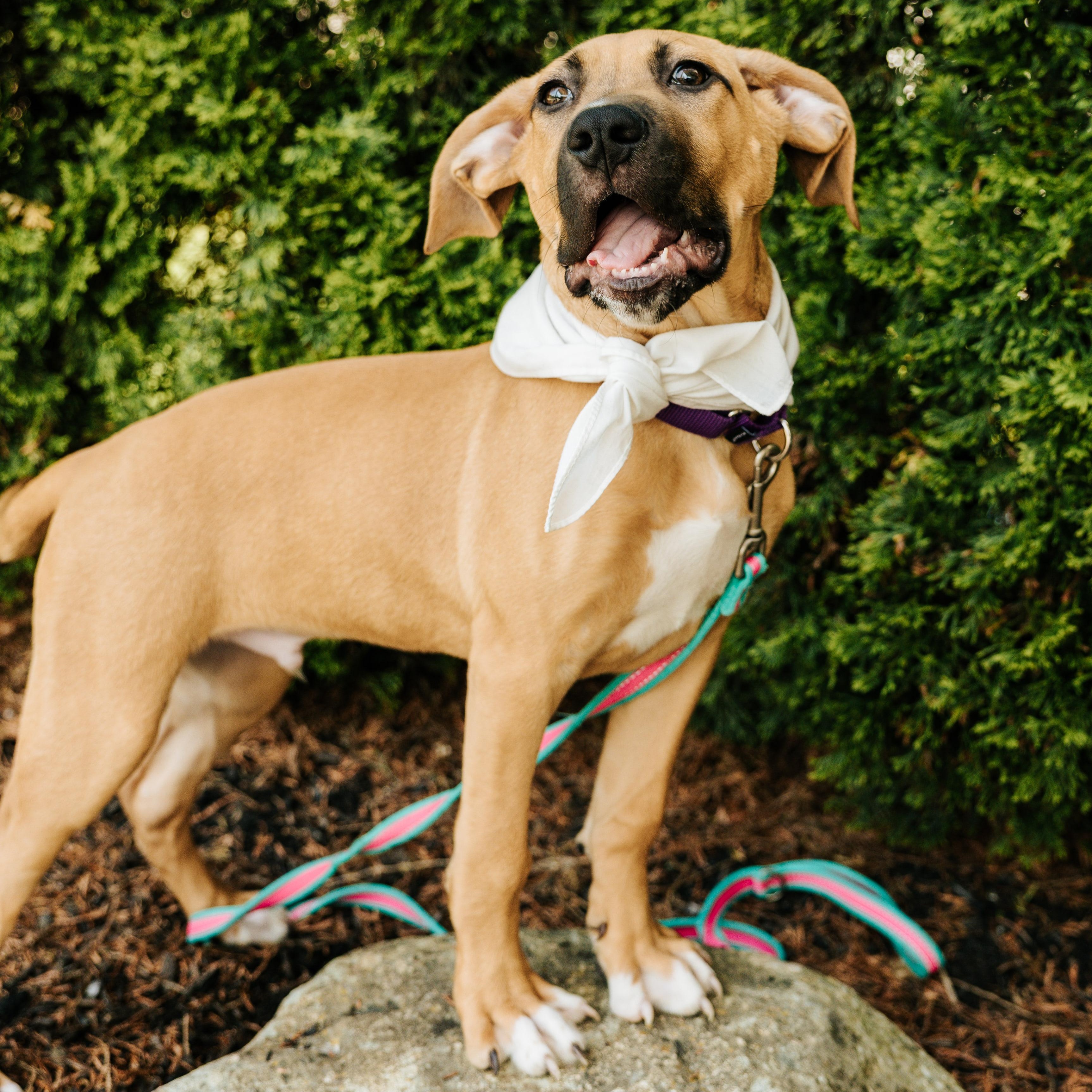 Dontatello, adoptable, Puppy Male Mixed Breed.