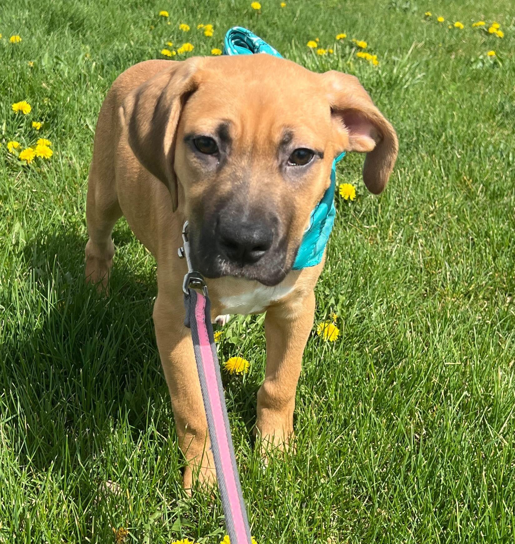 Enlarge Dontatello, an adoptable Mixed Breed in Canal Winchester, OH image 3/3