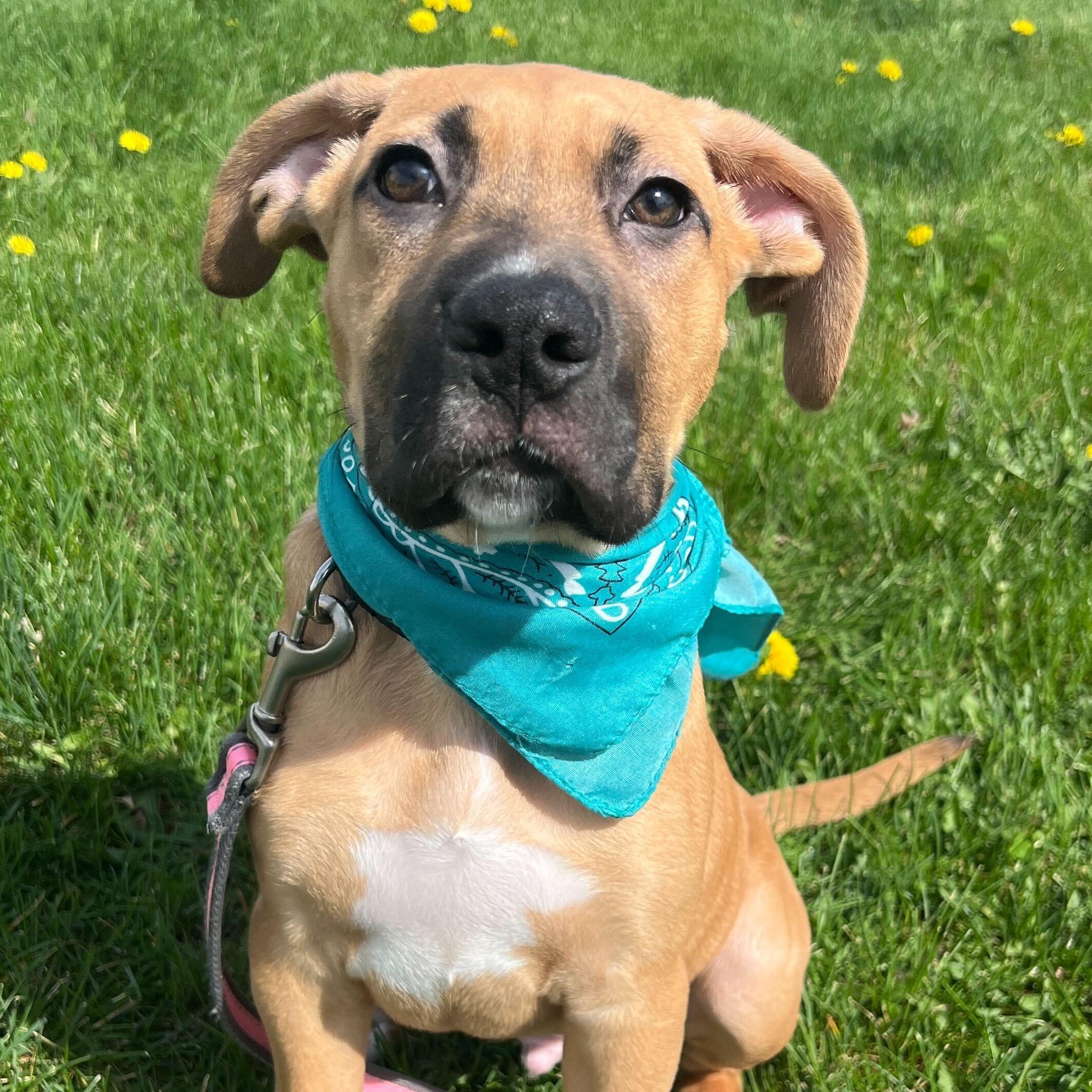 Enlarge Dontatello, an adoptable Mixed Breed in Canal Winchester, OH image 1/3