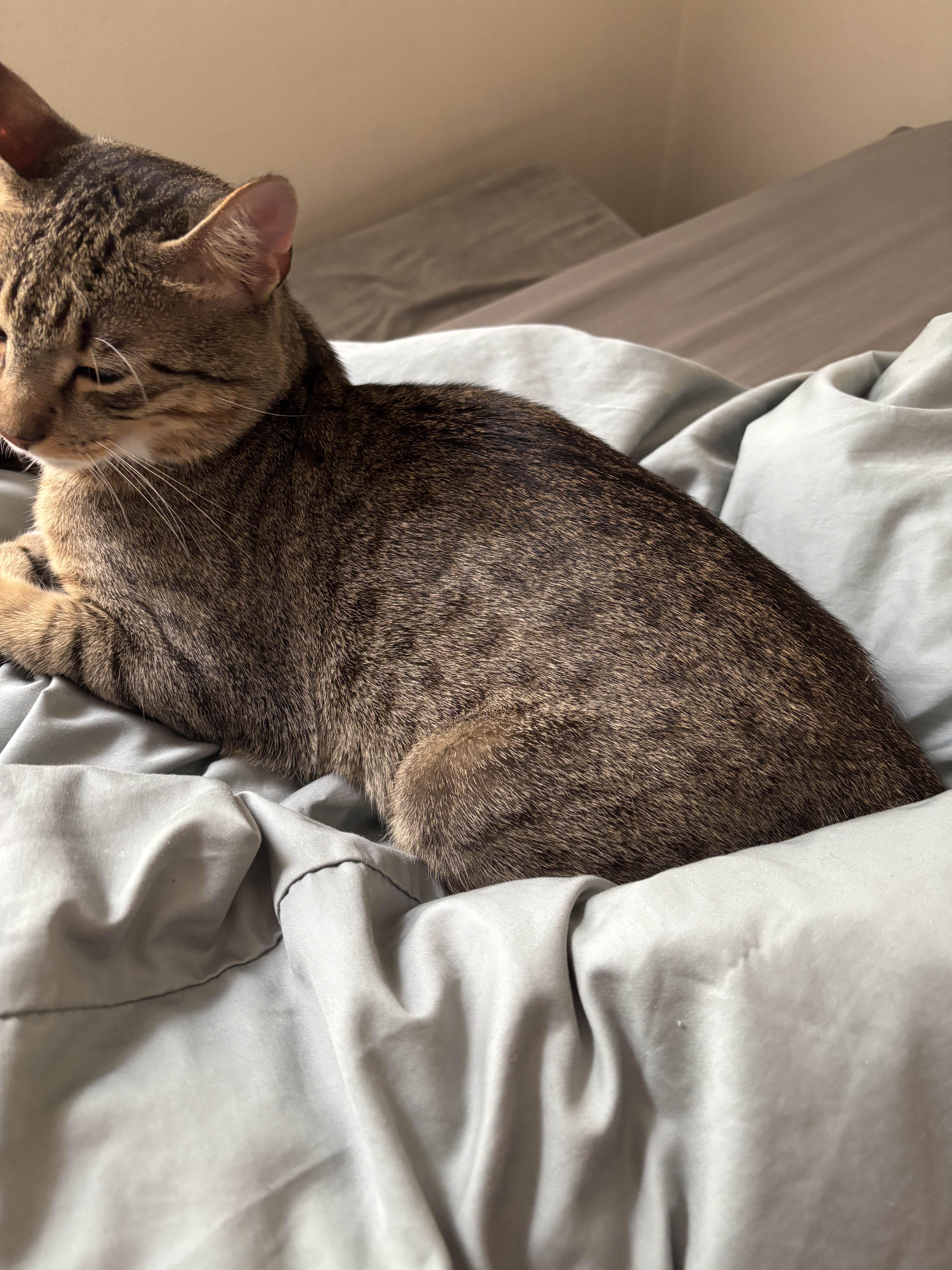 Enlarge Entei, a Adopted Domestic Short Hair in Brooklyn, NY image 1/3