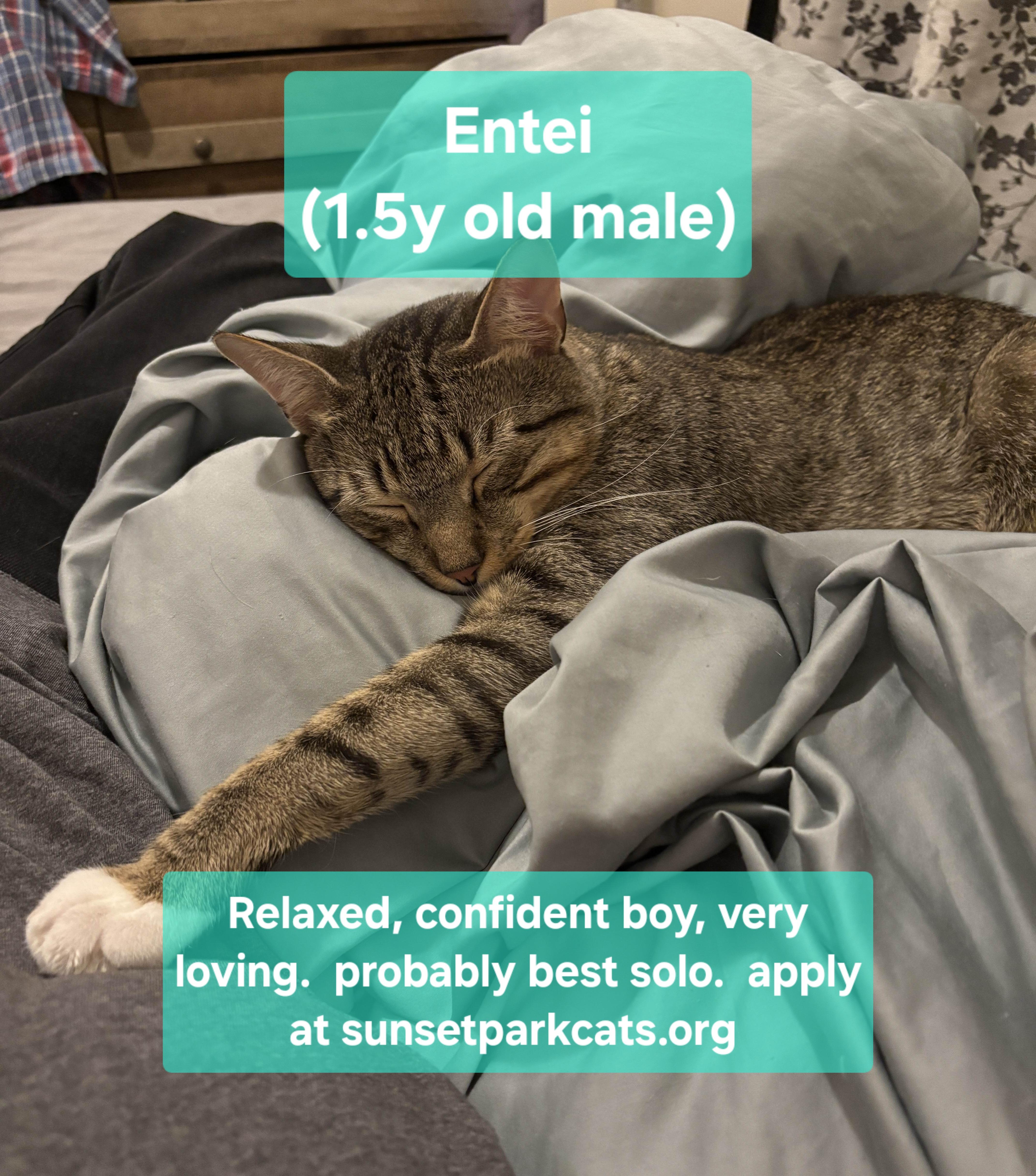 Enlarge Entei, a Adopted Domestic Short Hair in Brooklyn, NY image 2/3