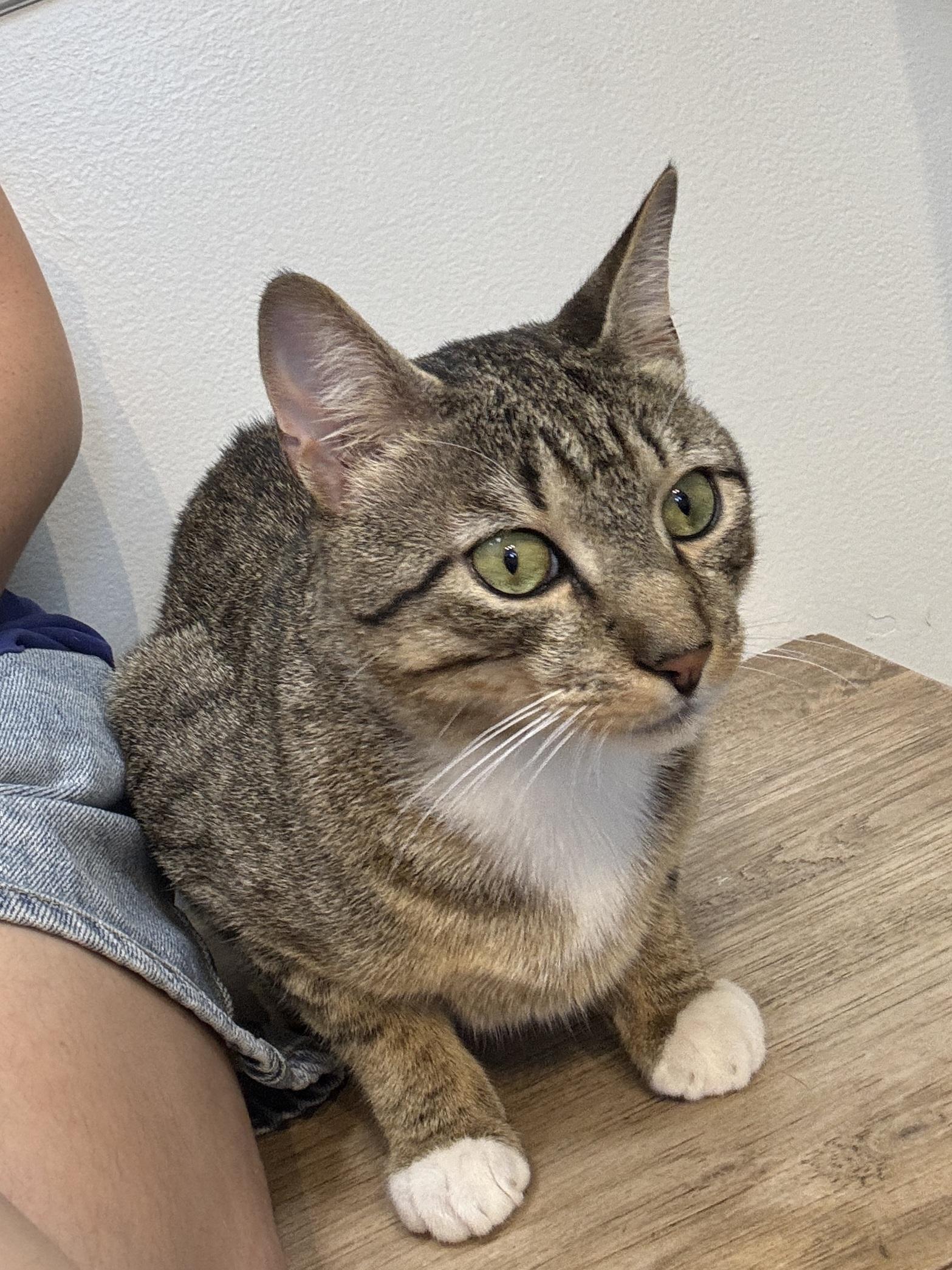 Enlarge Entei, a Adopted Domestic Short Hair in Brooklyn, NY image 3/3