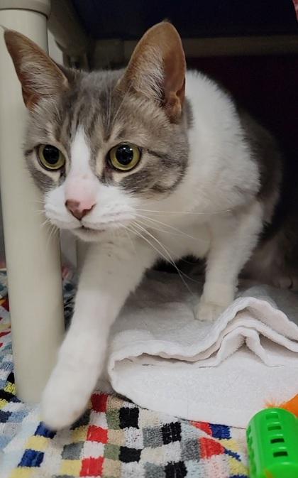 Winston, Adoptable, Senior Male Domestic Short Hair & Domestic Short Hair.