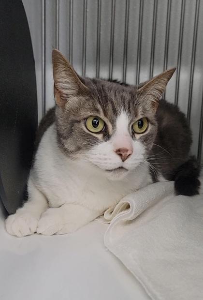 Enlarge Winston, a Adoptable mixed breed in Elmira, NY image 2/2