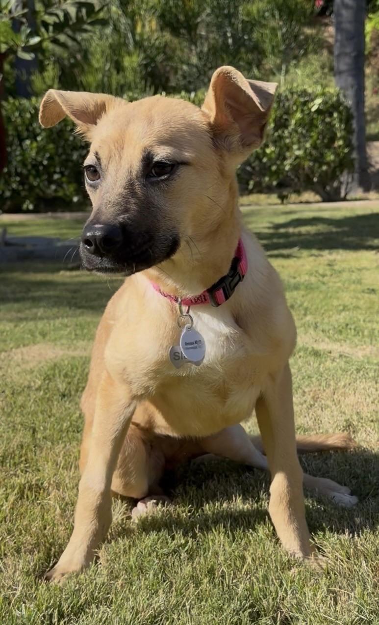 Enlarge Goldie, a ADOPTABLE mixed breed in Corona Del Mar, CA image 3/3