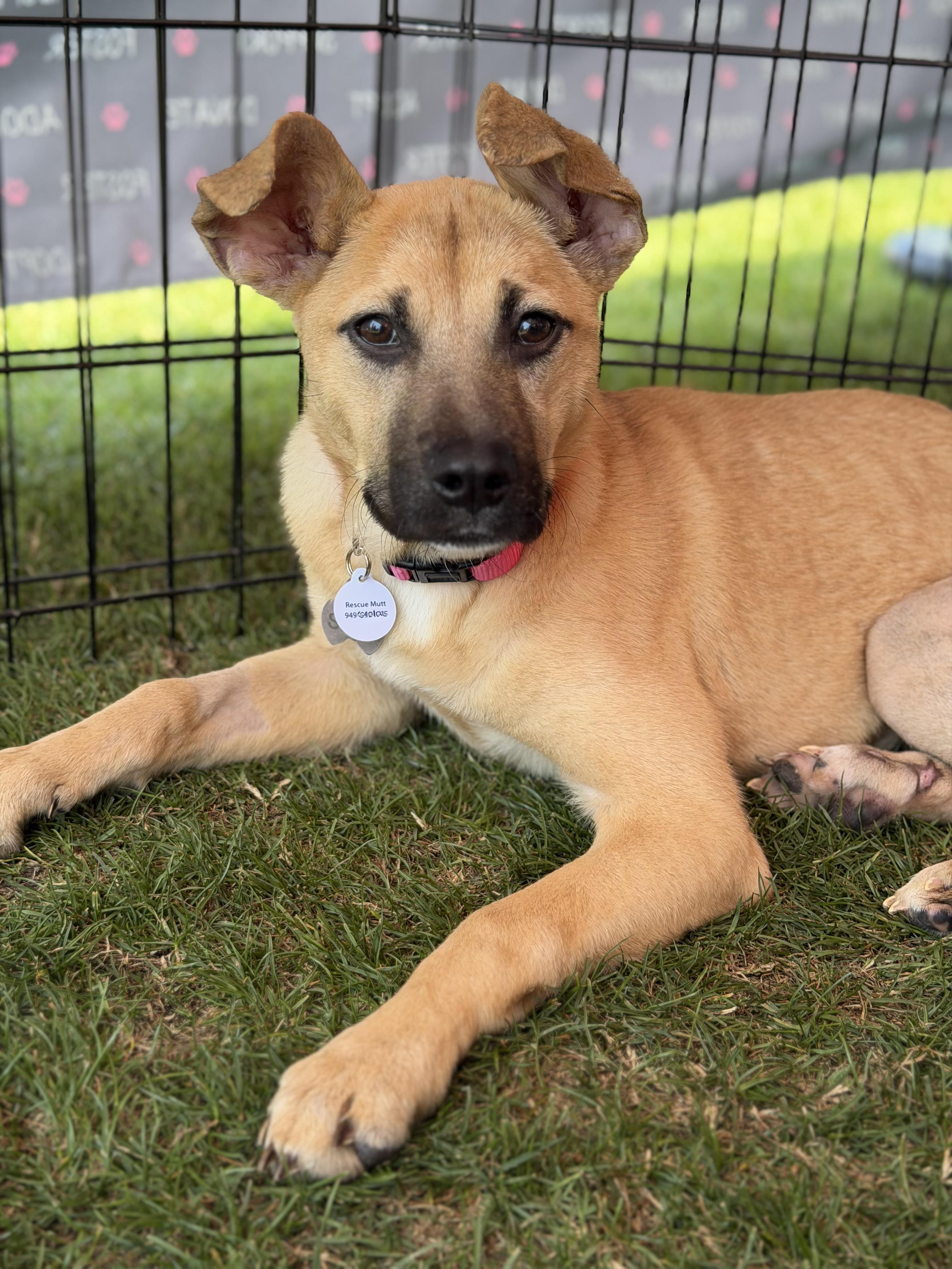 Goldie, ADOPTABLE, Puppy Female German Shepherd Dog & Shepherd.