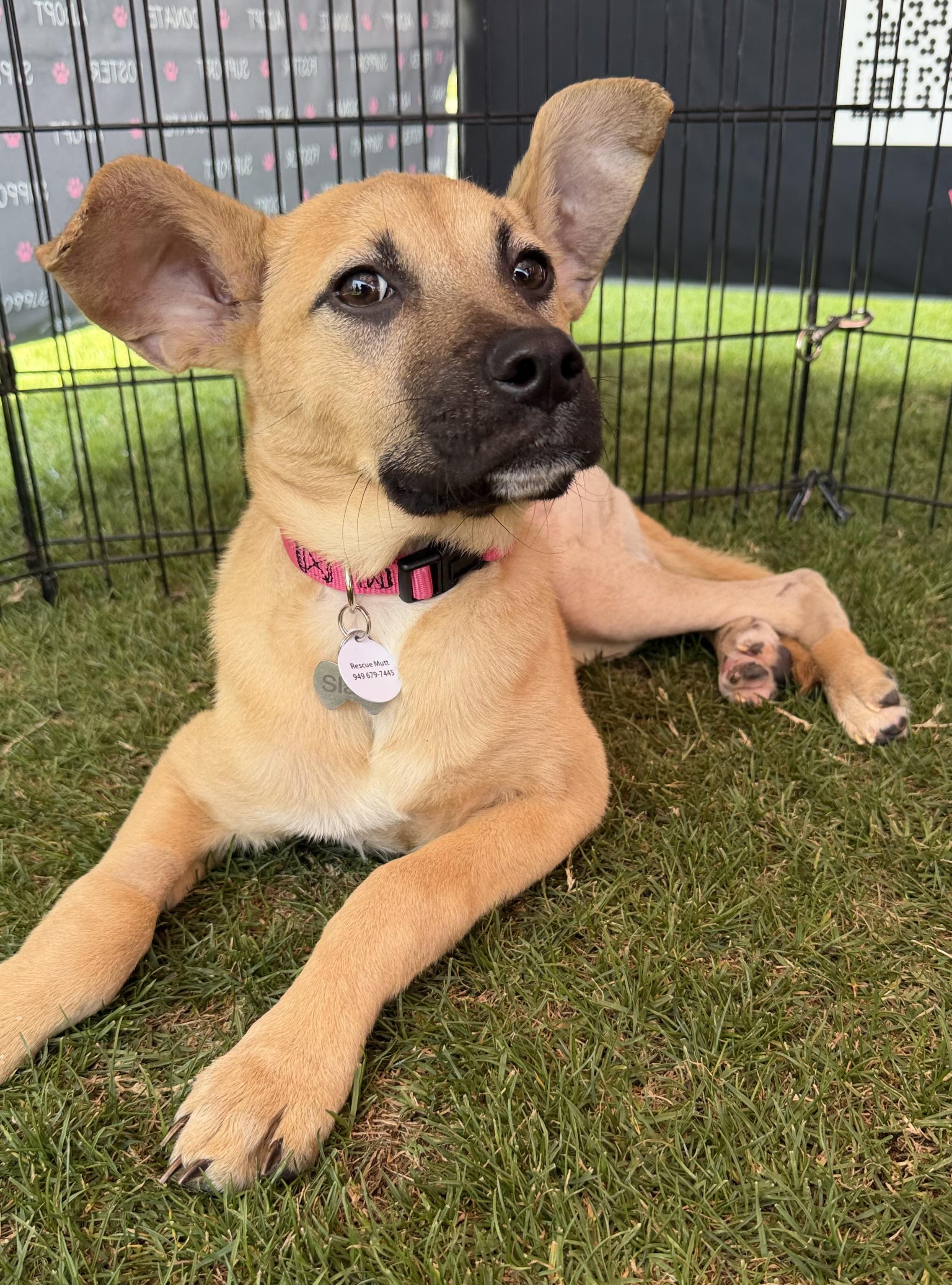 Enlarge Goldie, a ADOPTABLE mixed breed in Corona Del Mar, CA image 2/3