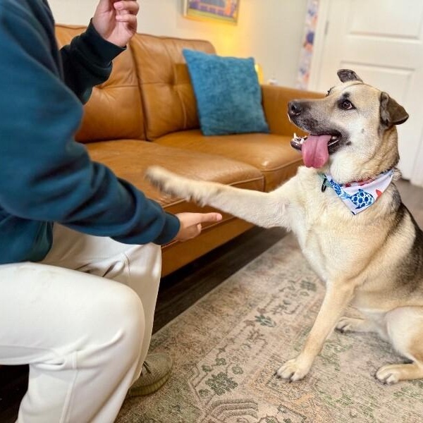 Zennia Garden Girl — thumbnail 4