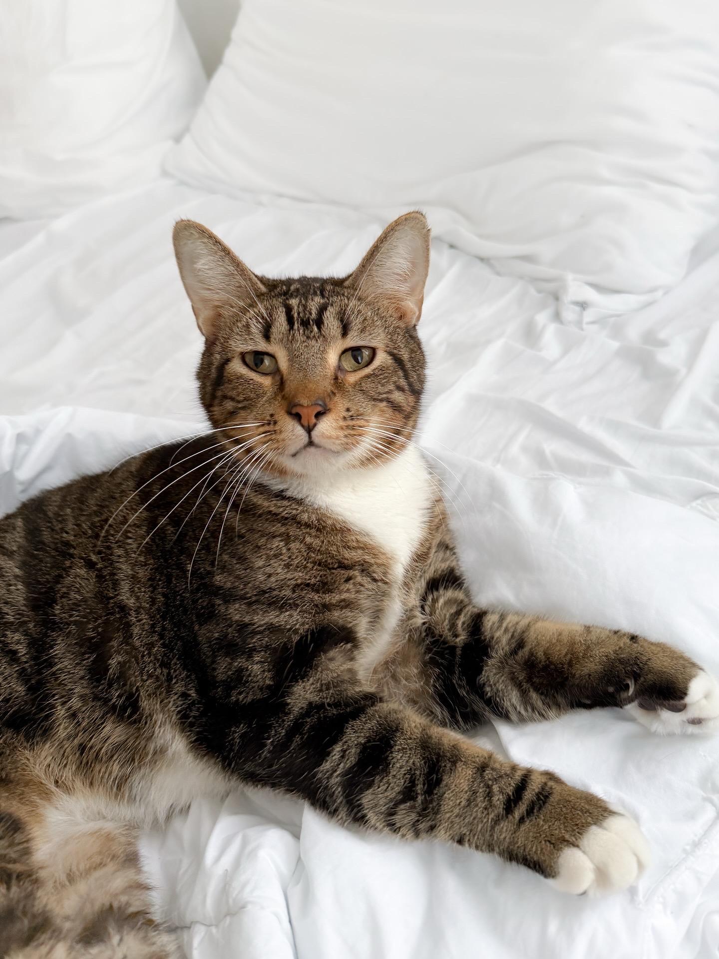 Enlarge Butter Bean, a Adoptable Tabby in New Orleans, LA image 3/4