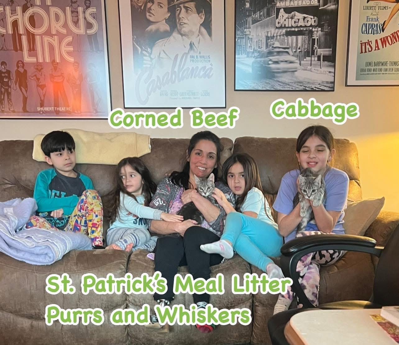 Enlarge Corned Beef, an adopted Domestic Short Hair in New Hartford, NY image 1/2