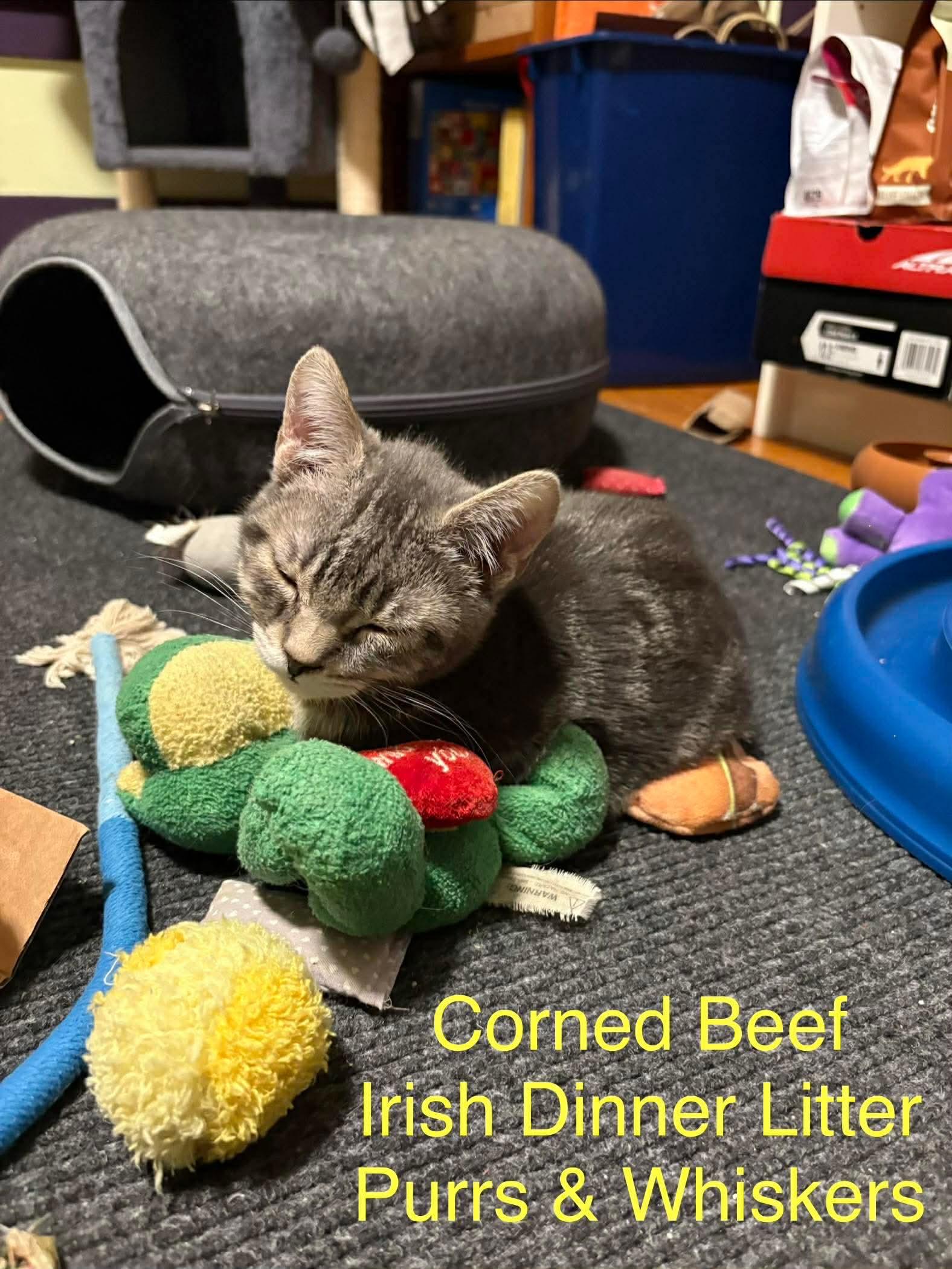 Enlarge Corned Beef, an adopted Domestic Short Hair in New Hartford, NY image 2/2