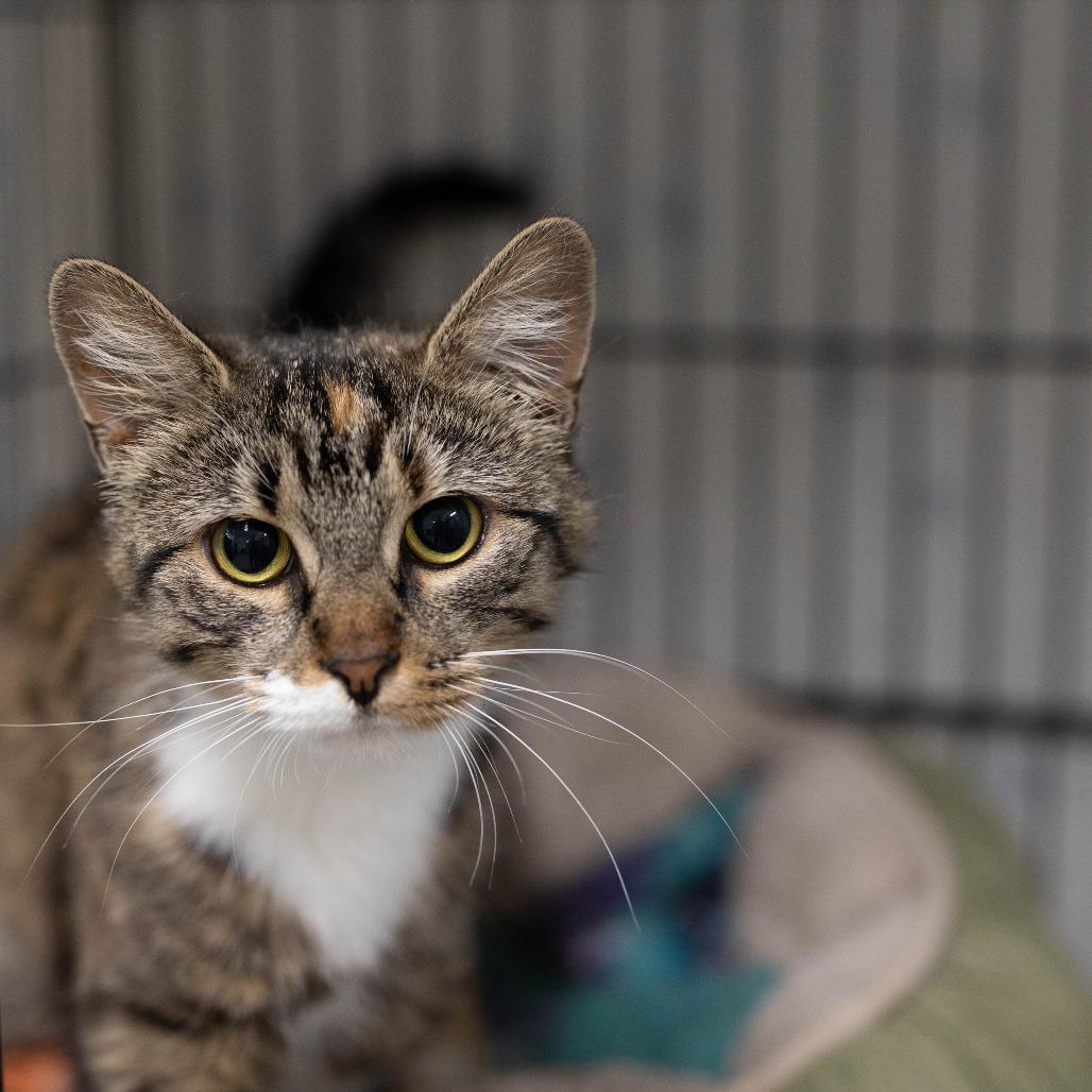 26-104 Amelie, Adoptable, Young Female Domestic Short Hair.