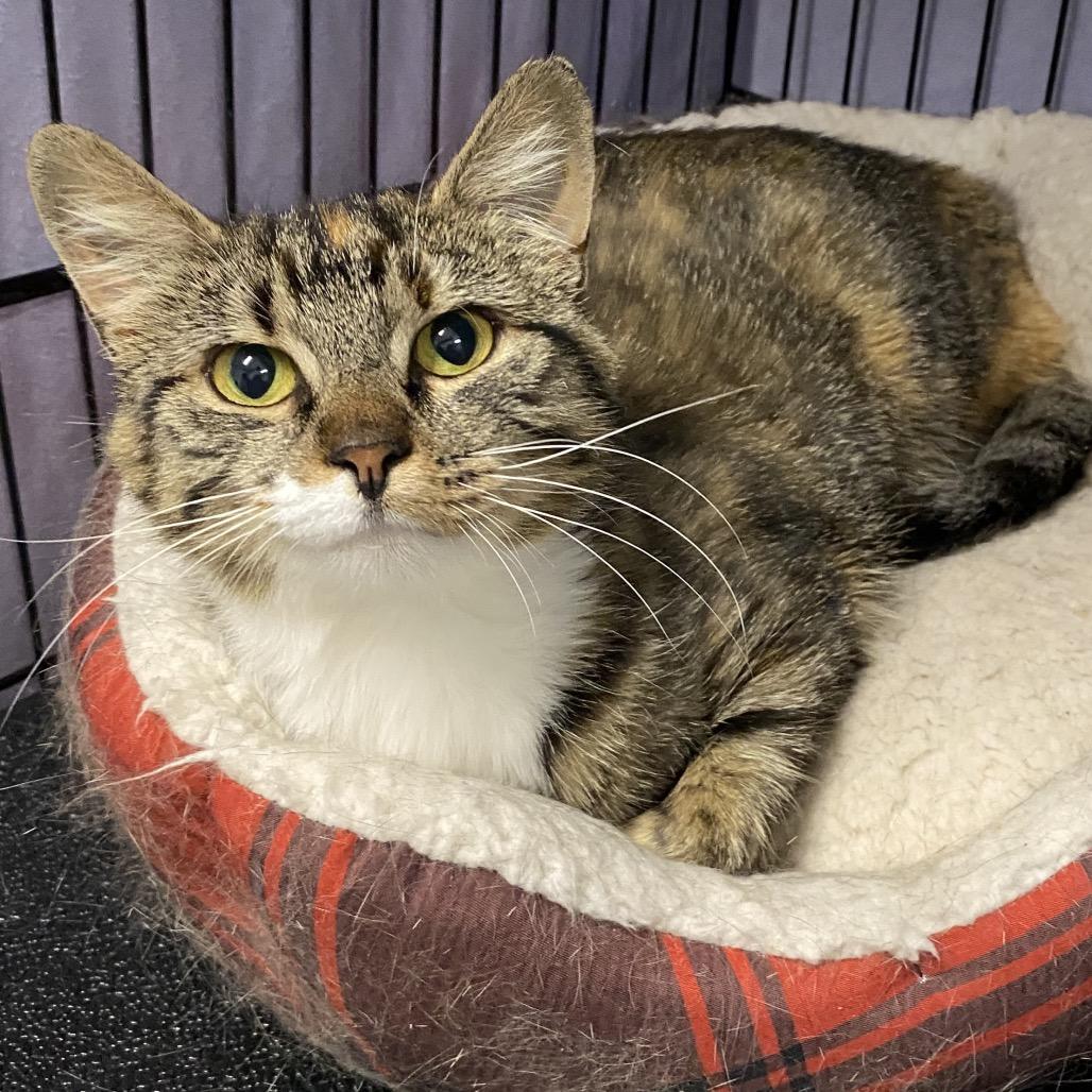 26-104 Amelie, a Adoptable Domestic Short Hair in North Branford, CT image 2/4