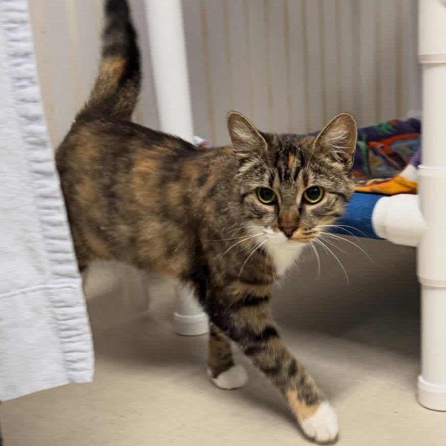 26-104 Amelie, a Adoptable Domestic Short Hair in North Branford, CT image 3/4
