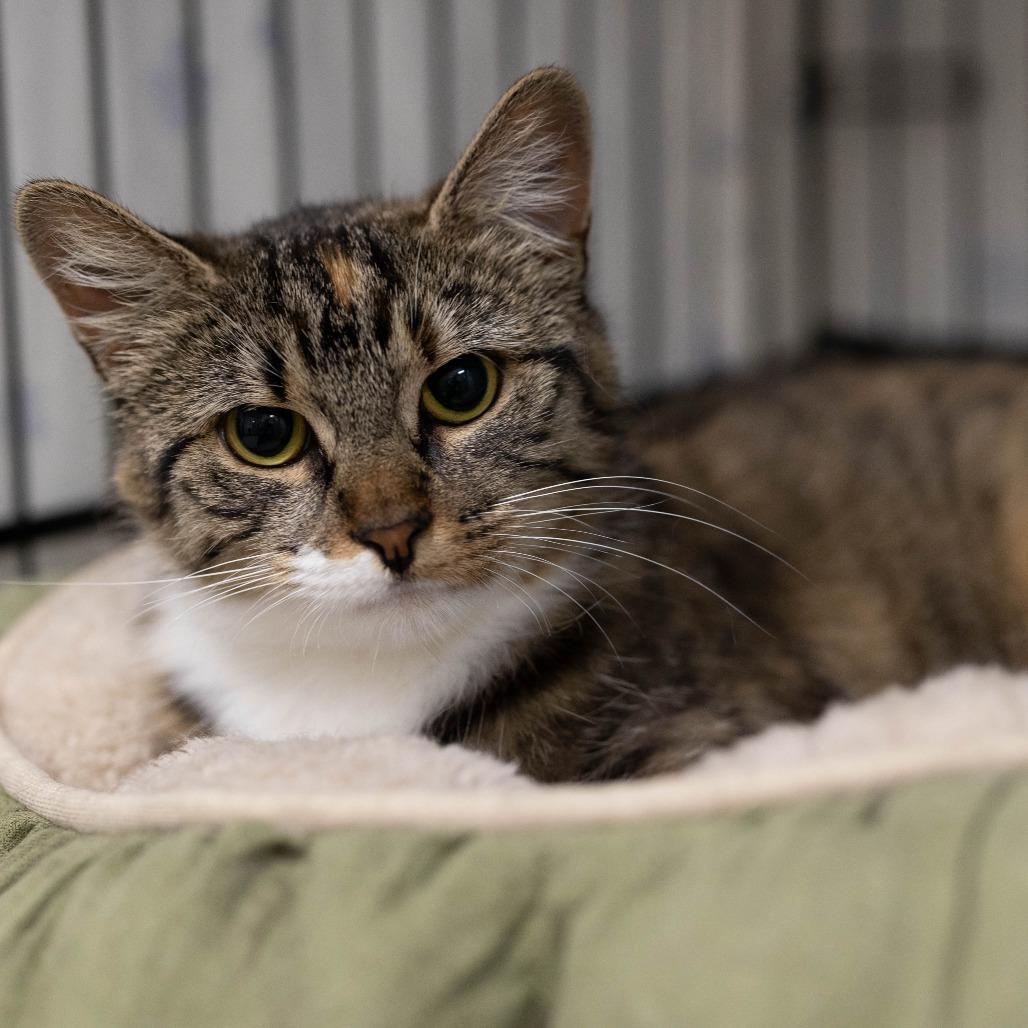 26-104 Amelie, a Adoptable Domestic Short Hair in North Branford, CT image 4/4